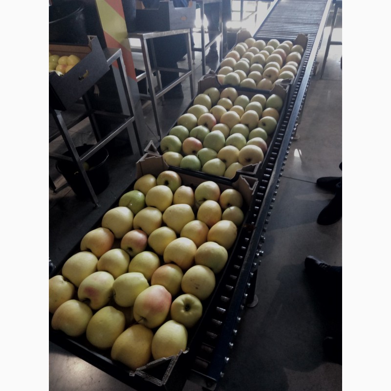 Фото 5. Реалізовуємо високоякісні яблука з холодильнника