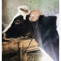 Продам молочну корову (Виноградівщина)