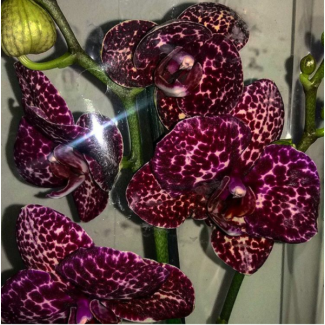 Орхидея Дикий Кот сортовая