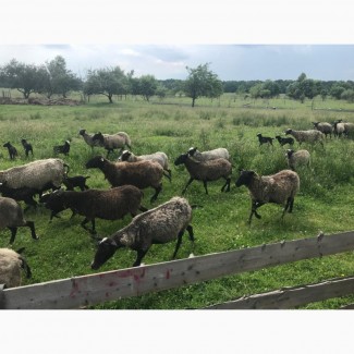 Продам романівські вівці на мясо