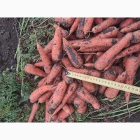 Морковь 2 сорт от производителя