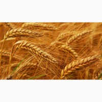 Куплю зерновые (пшеницу, ячмень, кукурузу.) 20-200 тон