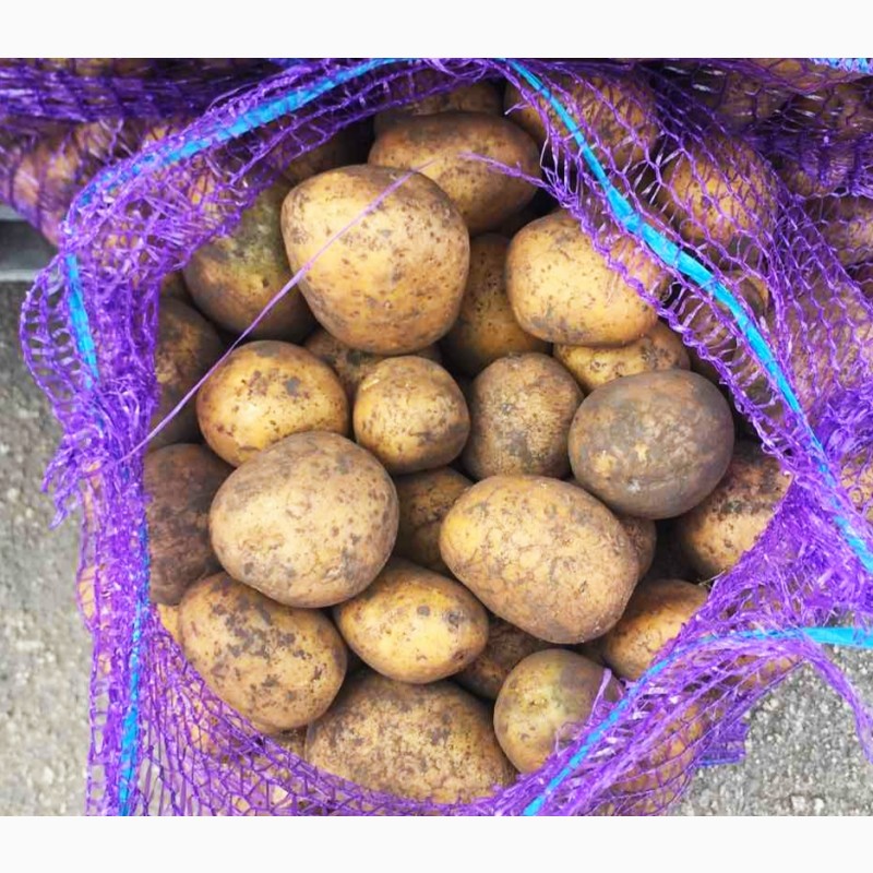 Продам картофель на посадку на корм