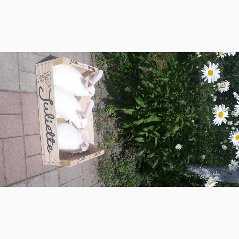 Фото 2. Продам кролів -породи Каліфорнія, Панони, Радянська шиншила, Полтавське срібло
