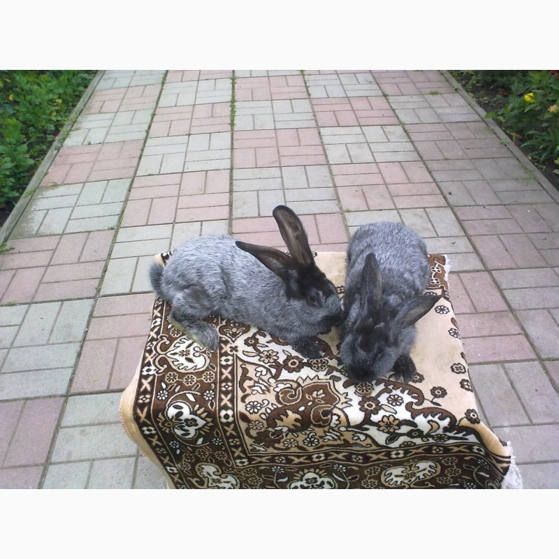 Фото 4. Продам кролів -породи Каліфорнія, Панони, Радянська шиншила, Полтавське срібло