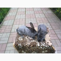 Продам кролів -породи Каліфорнія, Панони, Радянська шиншила, Полтавське срібло