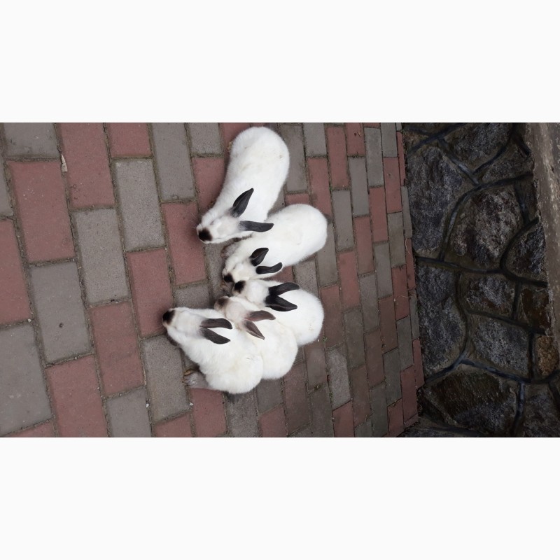 Фото 5. Продам кролів -породи Каліфорнія, Панони, Радянська шиншила, Полтавське срібло