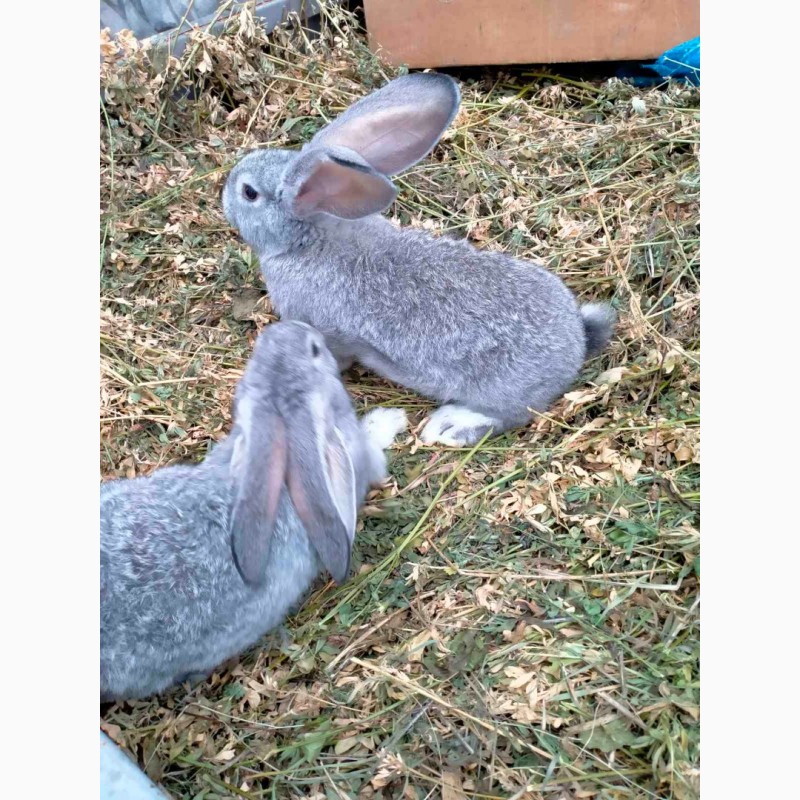Фото 6. Продам кролів -породи Каліфорнія, Панони, Радянська шиншила, Полтавське срібло