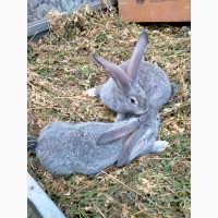 Продам кролів -породи Каліфорнія, Панони, Радянська шиншила, Полтавське срібло