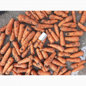 Брокерские услуги на экспорт/ импорт моркови и др культур