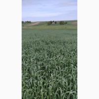 Продам насіння пшениці Kanmor(Канада)