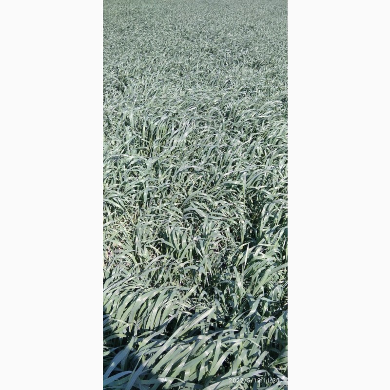 Фото 4. Продам насіння пшениці Kanmor(Канада)