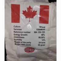 Продам насіння пшениці Kanmor(Канада)