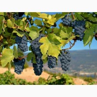Продам виноград технический