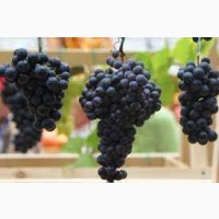 Продам виноград технический