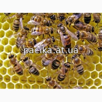 Продам бджолопакети, бджолосімї, рої