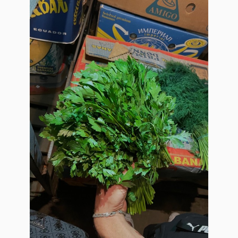 Фото 4. Продам укроп, петрушку и зеленый лук оптом