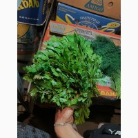 Продам укроп, петрушку и зеленый лук оптом