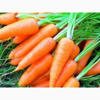 Морква товарна