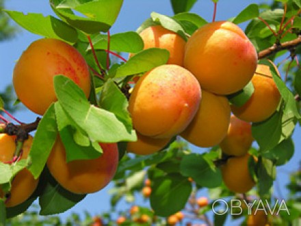 Саджанці плодових дерев абрикоси