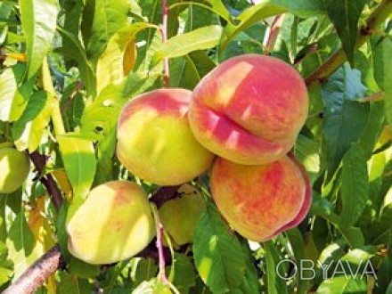 Фото 2. Саджанці плодових дерев абрикоси