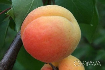 Фото 3. Саджанці плодових дерев абрикоси