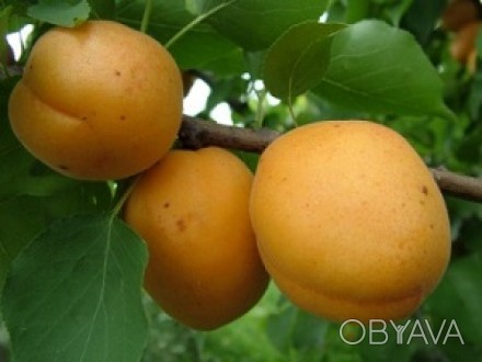 Фото 4. Саджанці плодових дерев абрикоси