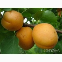 Саджанці плодових дерев абрикоси