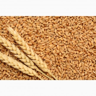 Продам пшеницю 3 і 4 класу