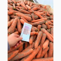 Продам морковь от 10т