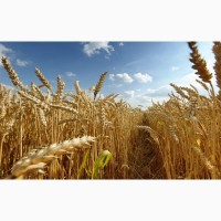 Закупляємо пшеницю ( 2/3/4 клас) Київська область