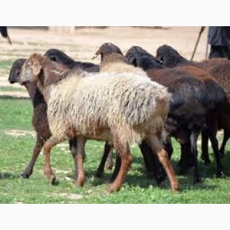 Продам баранов, овец курдючной породы (гиссарской)