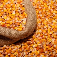 30 кг у Зручних Мішках, Кормова Кукурудза: Чиста, Суха та Без ГМО