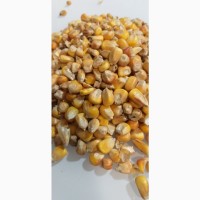 30 кг у Зручних Мішках, Кормова Кукурудза: Чиста, Суха та Без ГМО
