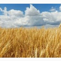 Купуэмо фур. пшеницю з ПДВ та без ПДВ
