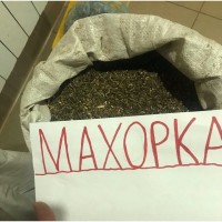 Продаю САМОСАД махорка