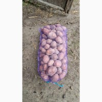 Продам товарный картофель, сорт Беларосса