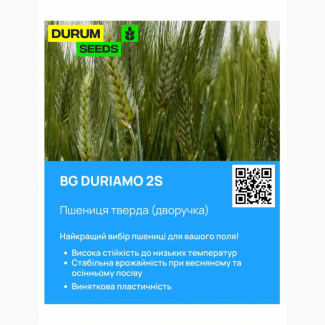 БГ Дуріамо 2С / BG Duriamo 2S пшениця тверда дворучка. Насіння пшениці Durum Seeds
