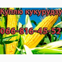 Закуповую Кукурудзу цьогорічного урожаю! Високі, договірні ціни