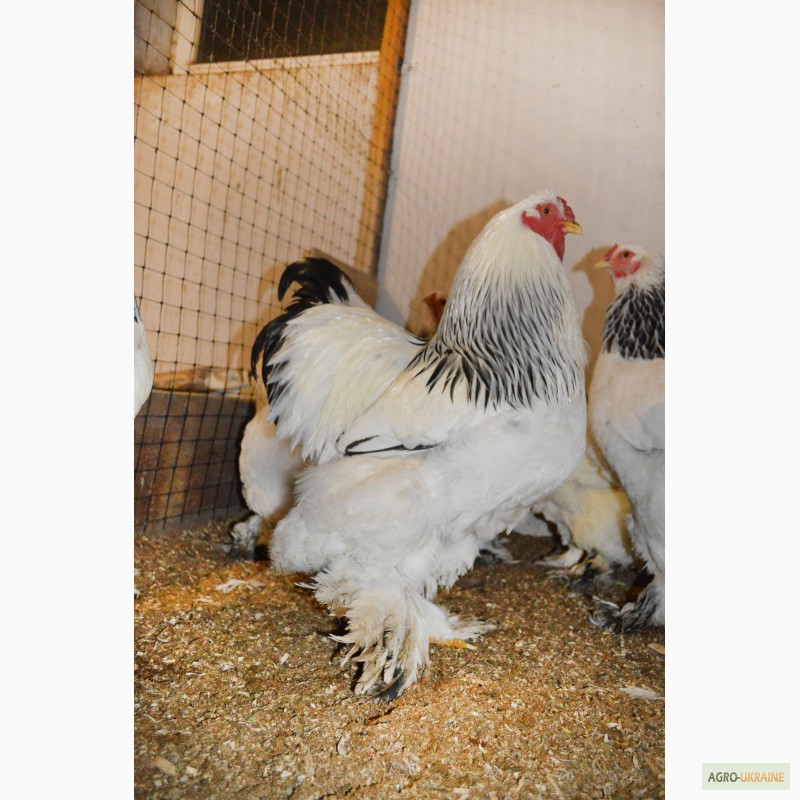 Фото 4. Продам цыплят орпингтона, кохинхина и марана