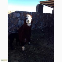 Продам Лама, Альпака Lama, Alpaca Huacaya/ Suris