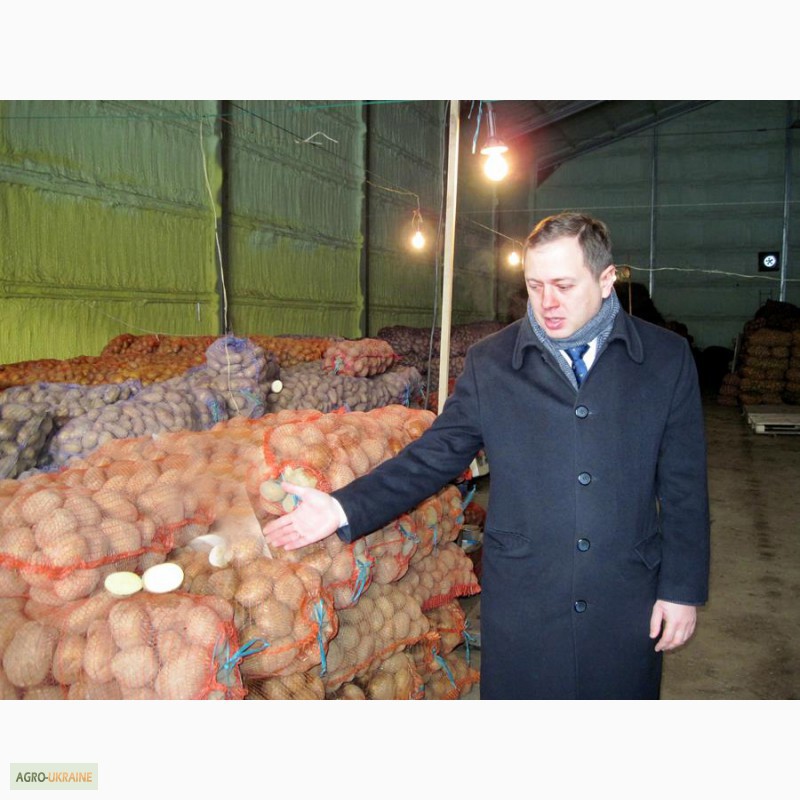 Реализуем картофель! и овощи по России и Крыму