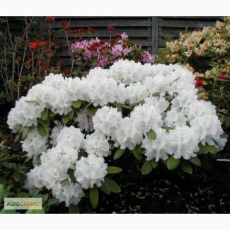 Продам Рододендрон Rhododendron