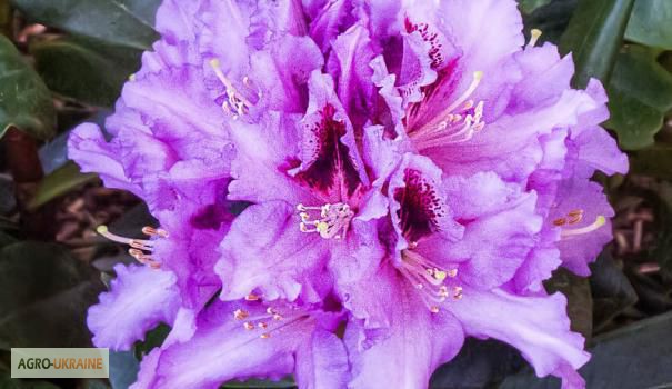 Фото 2. Продам Рододендрон Rhododendron