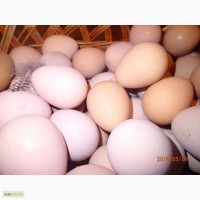 Продам инкубационное яйцо цесарки Серокрапчятой и Загорской Белогрудой