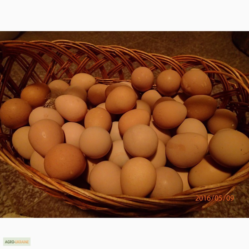 Фото 2. Продам инкубационное яйцо цесарки Серокрапчятой и Загорской Белогрудой