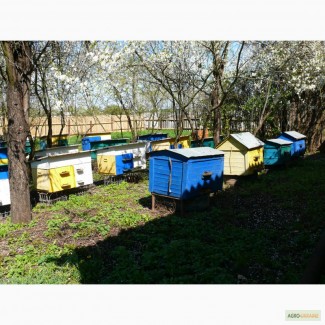 Продам Пчелиные семьи