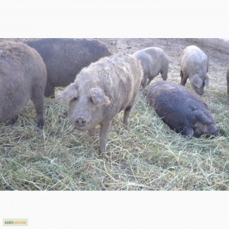 Продаж: свині (поросята) породи мангалиця (органічні)
