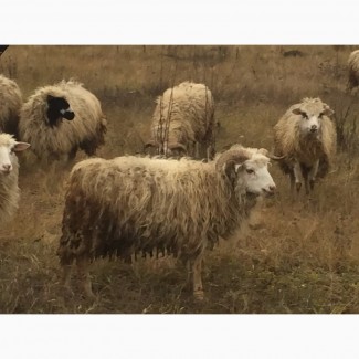 Продам баранов баран ягнят овец ярок