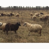 Продам баранов баран ягнят овец ярок